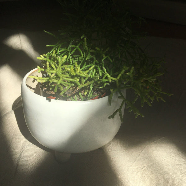 Footed Pot Plant