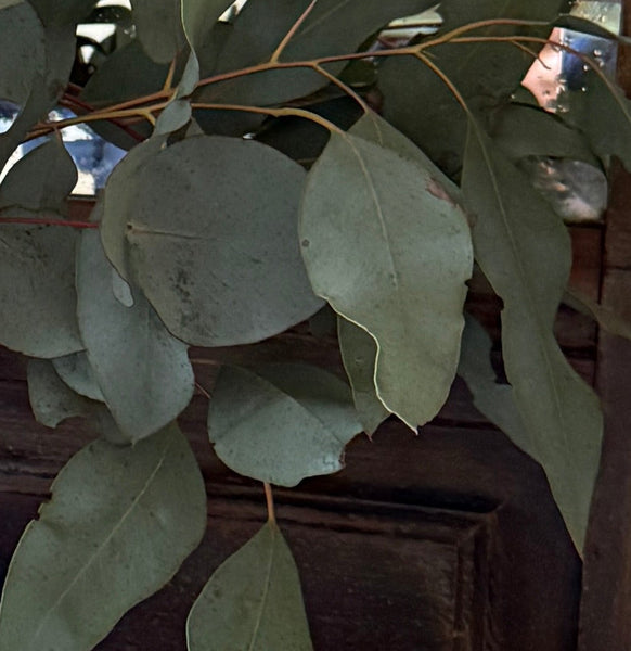 Ceramic Cup Candle Collection